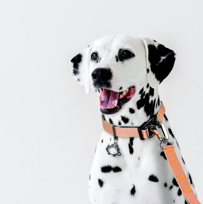 Sleepypod Power Collar - - Collar by Sleepypod