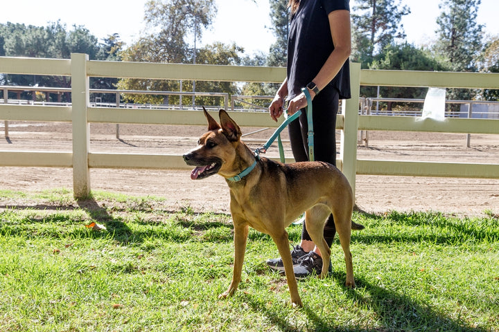 Sleepypod Power Leash - - Leash by Sleepypod