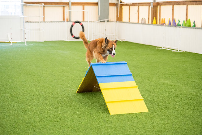Better Sporting Dogs Practice A-Frame | Dog Agility Equipment - - by Better Sporting Dogs