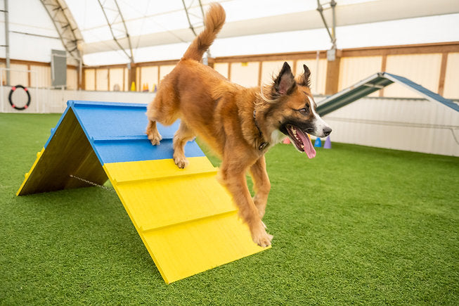 Better Sporting Dogs Practice A-Frame | Dog Agility Equipment - - by Better Sporting Dogs