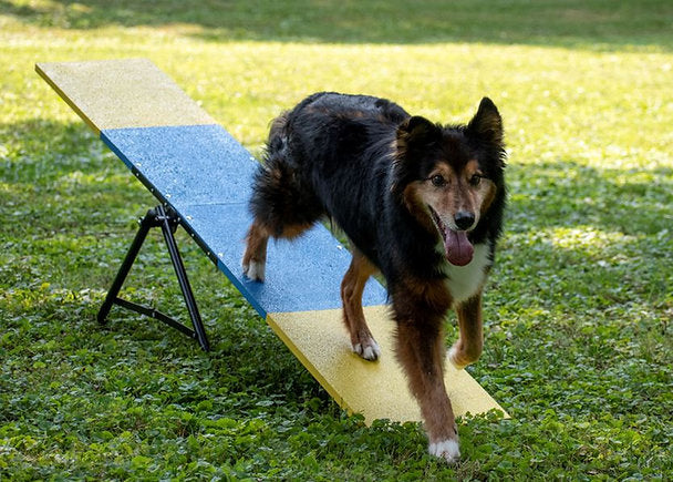 Better Sporting Dogs Practice See Saw | Dog Agility Teeter | Dog Agility Equipment - - by Better Sporting Dogs