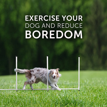 Better Sporting Dogs 7 Piece Deluxe Dog Agility Equipment Set - - by Better Sporting Dogs