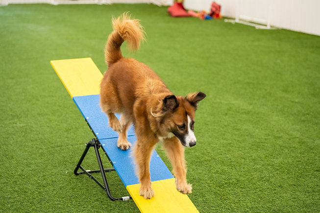 Better Sporting Dogs Practice See Saw | Dog Agility Teeter | Dog Agility Equipment - - by Better Sporting Dogs