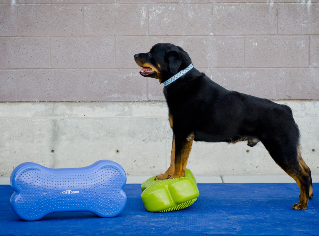FitPAWS K9FITbone Dog Balance Traning Platform - - Training by FitPAWS