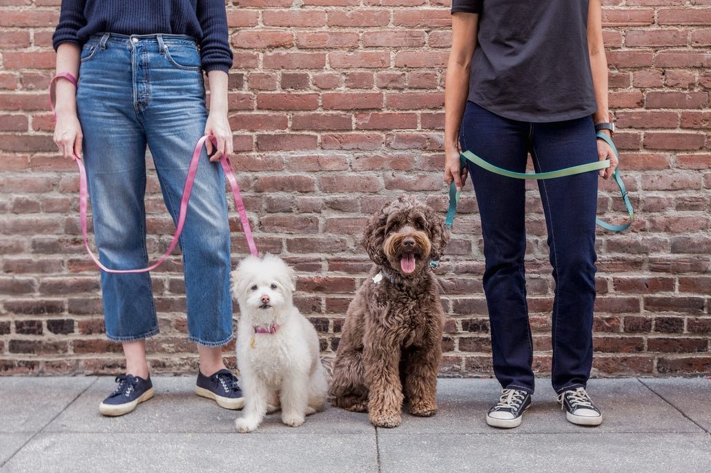 Sleepypod Power Leash - - Leash by Sleepypod