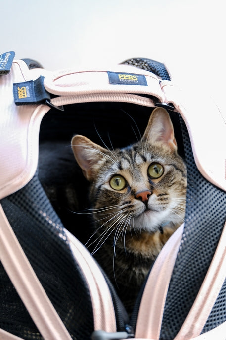 Sleepypod Mobile Pet Bed - - Pet Carrier by Sleepypod