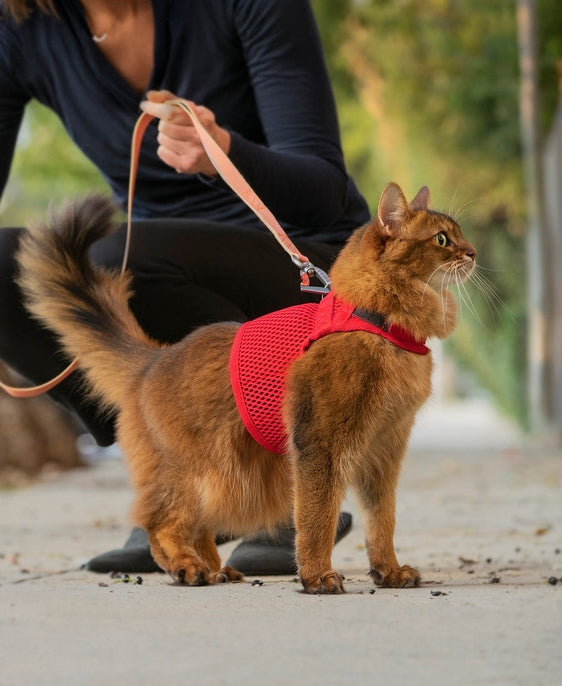 Sleepypod Martingale Cat Calming Harness - - Harness by Sleepypod