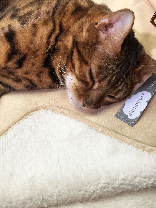 Sleepypod Cloudpuff Pet Blanket - - Dog Blanket by Sleepypod