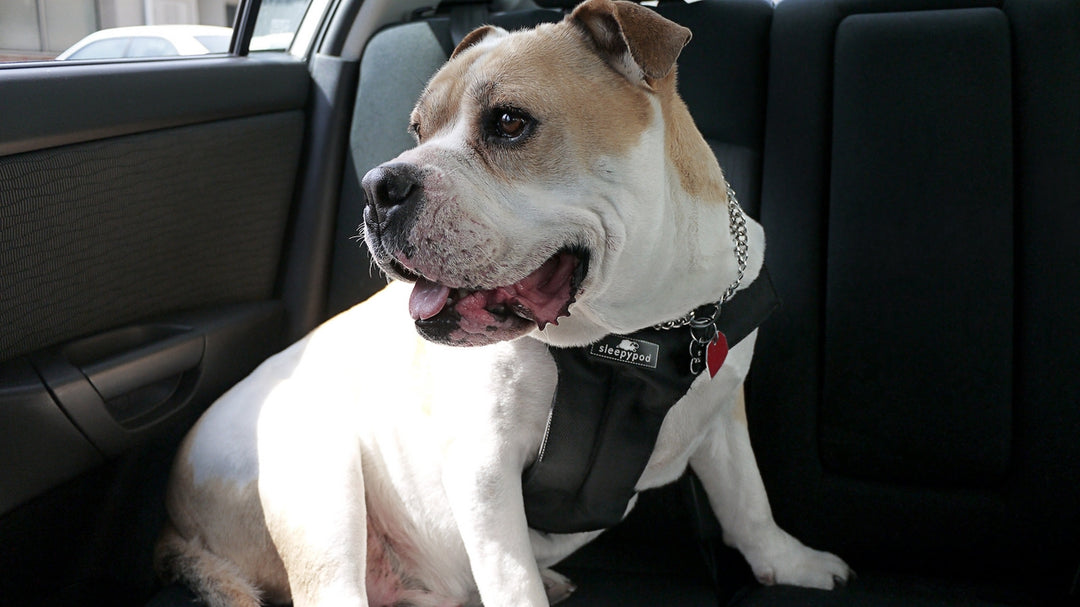 Sleepypod Clickit Sport Plus Dog Harness - - Harness by Sleepypod