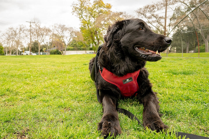 Sleepypod Terrain Plus Dog Harness - - Harness by Sleepypod