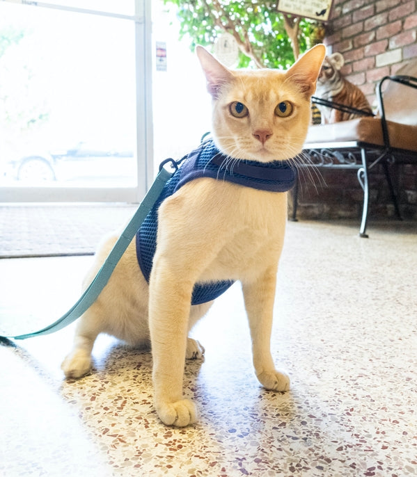 Sleepypod Martingale Cat Calming Harness - Midnight Blue Mesh - Harness by Sleepypod