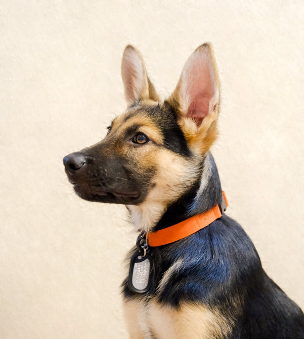 Sleepypod Comfort Suede Dog Collar - - Collar by Sleepypod