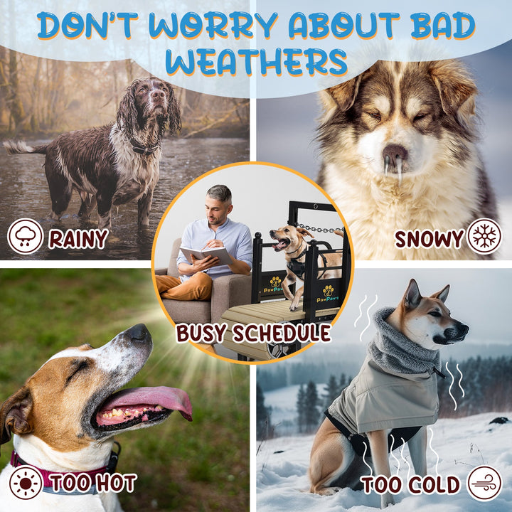 PawPaw's Dog Treadmill For Large Dogs - - Dog Treadmills by PawPaw's