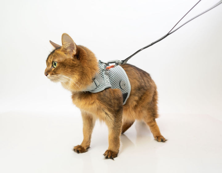 Sleepypod Martingale Cat Calming Harness - Glacier Silver Mesh - Harness by Sleepypod