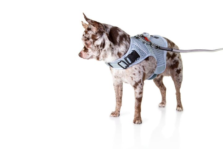 Sleepypod Martingale Dog Calming Harness - - Harness by Sleepypod