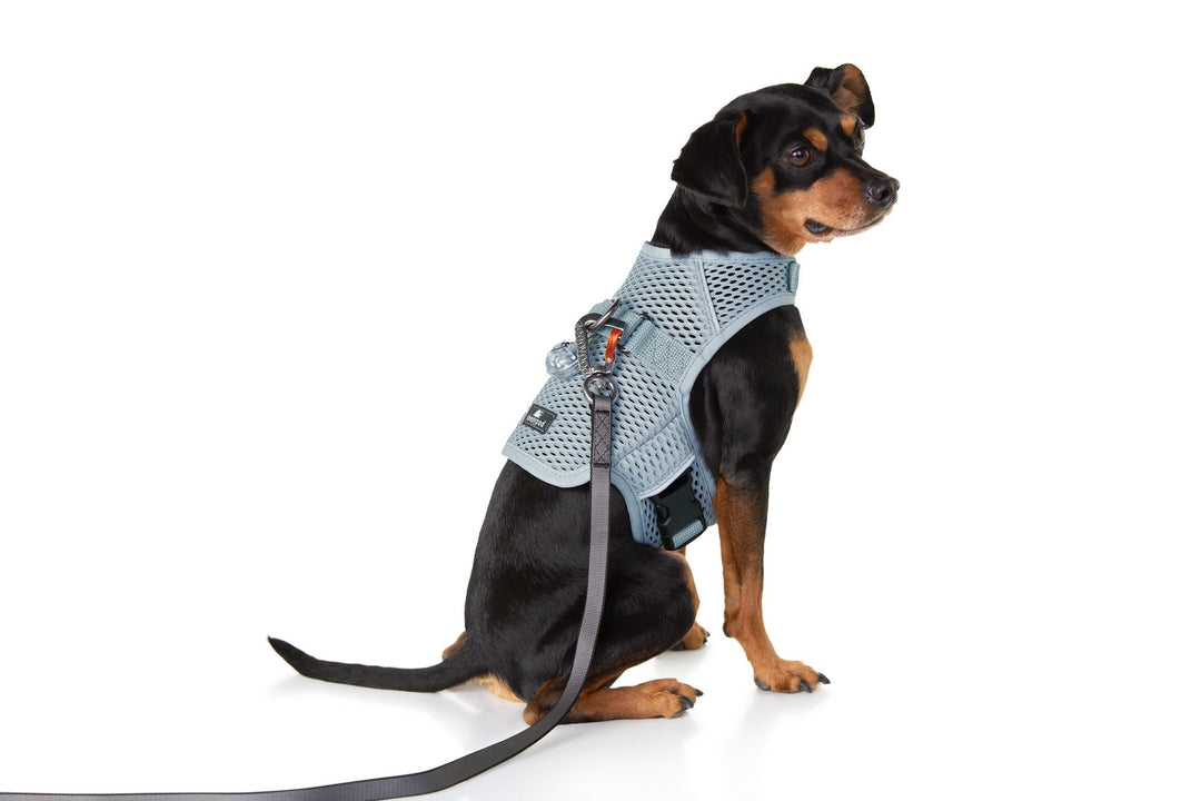 Sleepypod Martingale Dog Calming Harness - Glacier Silver Mesh - Harness by Sleepypod