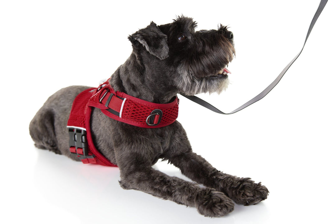 Sleepypod Martingale Dog Calming Harness - - Harness by Sleepypod
