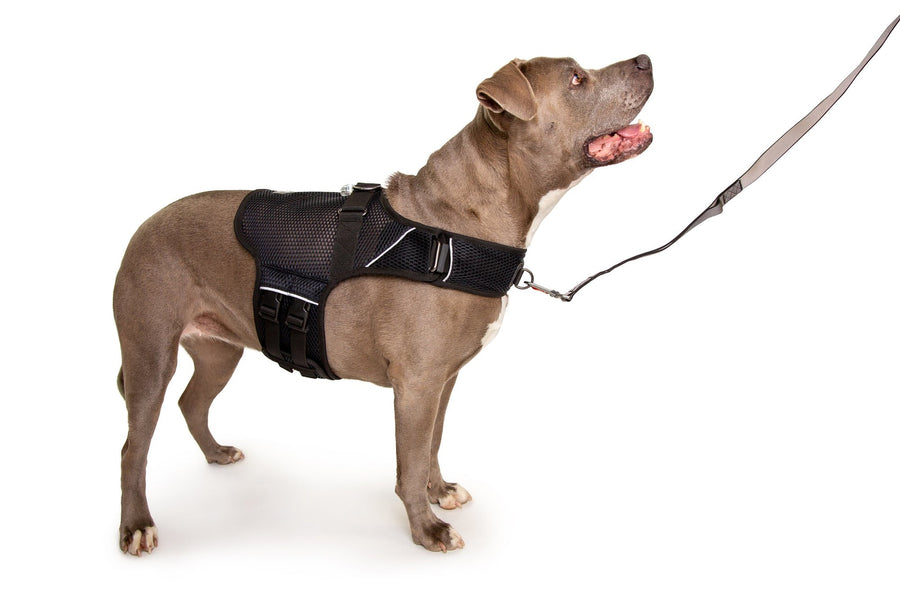 Sleepypod Martingale Dog Calming Harness - Jet Black Mesh - Harness by Sleepypod