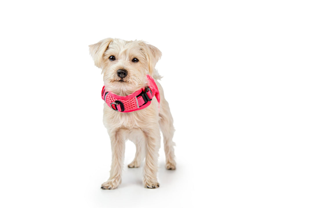 Sleepypod Martingale Dog Calming Harness - - Harness by Sleepypod