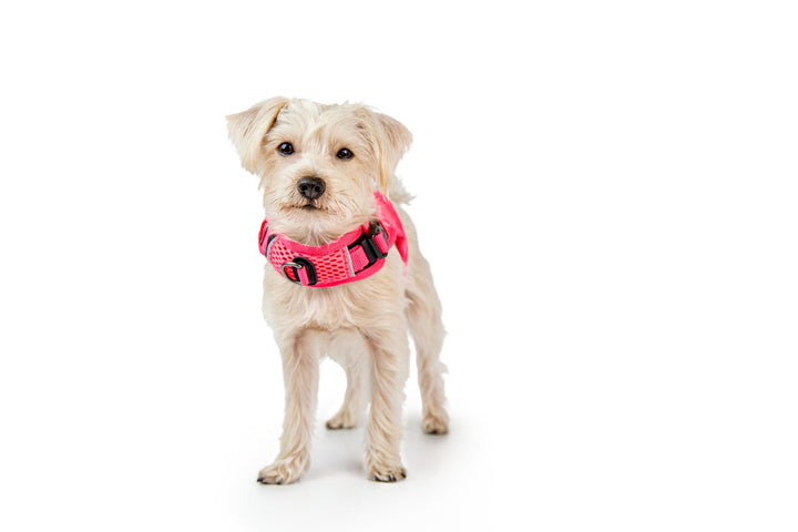 Sleepypod Martingale Dog Calming Harness - - Harness by Sleepypod