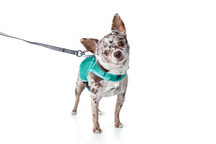 Sleepypod Martingale Dog Calming Harness - Robin Egg Blue Mesh - Harness by Sleepypod