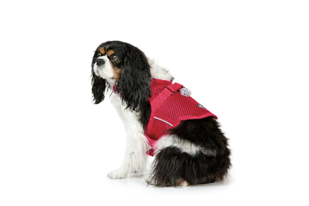 Sleepypod Martingale Dog Calming Harness - Pink Peony Mesh - Harness by Sleepypod