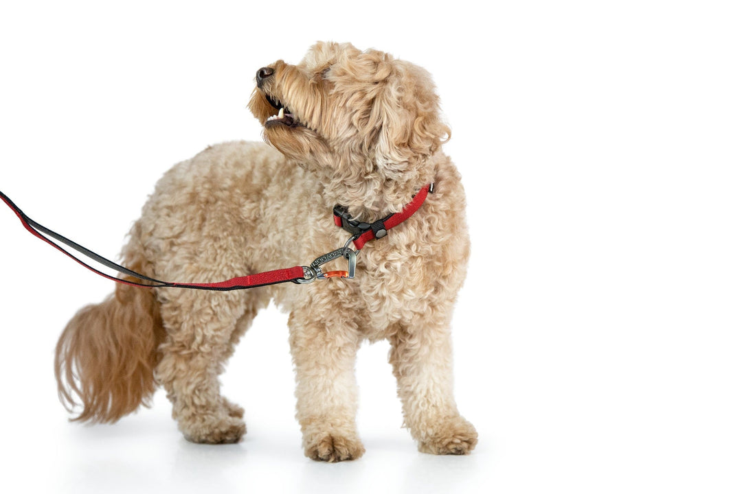 Sleepypod Locking Martingale Collar - - Collar by Sleepypod