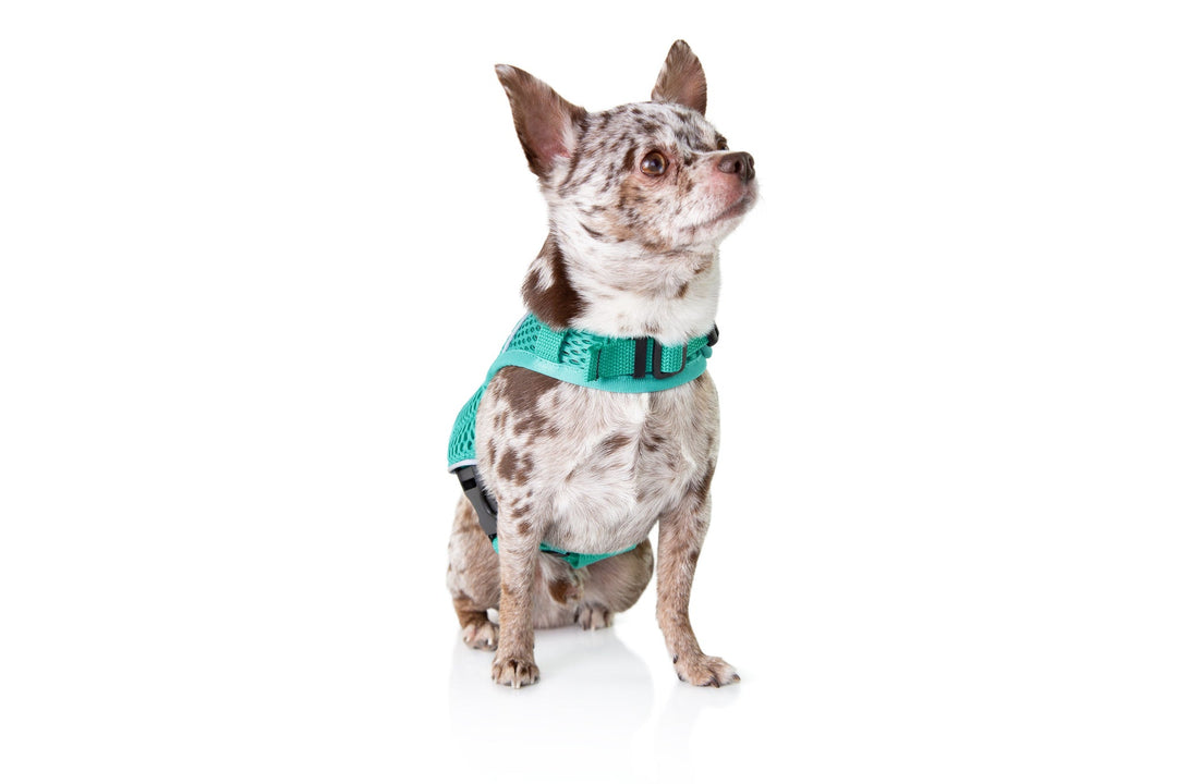 Sleepypod Martingale Dog Calming Harness - - Harness by Sleepypod