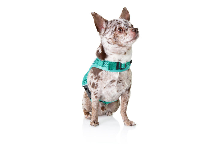 Sleepypod Martingale Dog Calming Harness - - Harness by Sleepypod