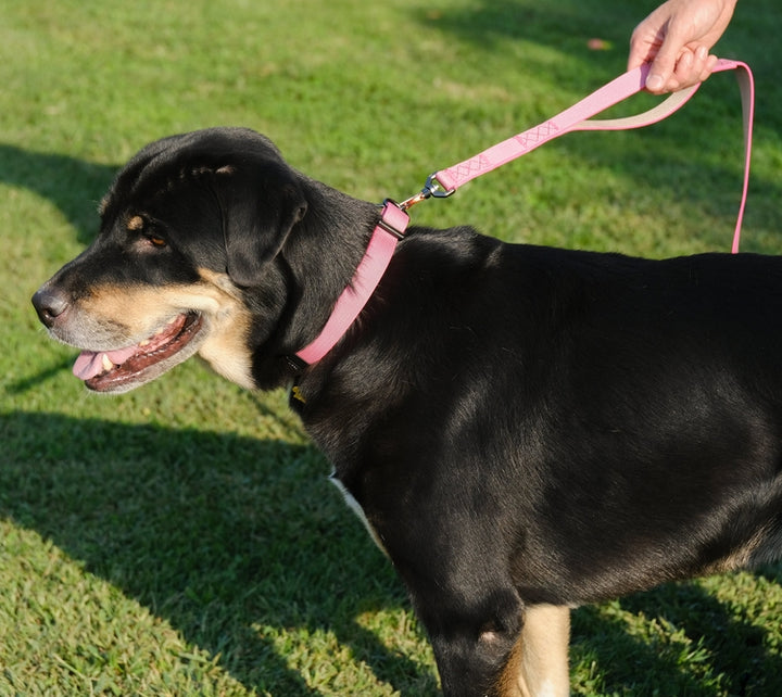 Sleepypod Power Collar - - Collar by Sleepypod