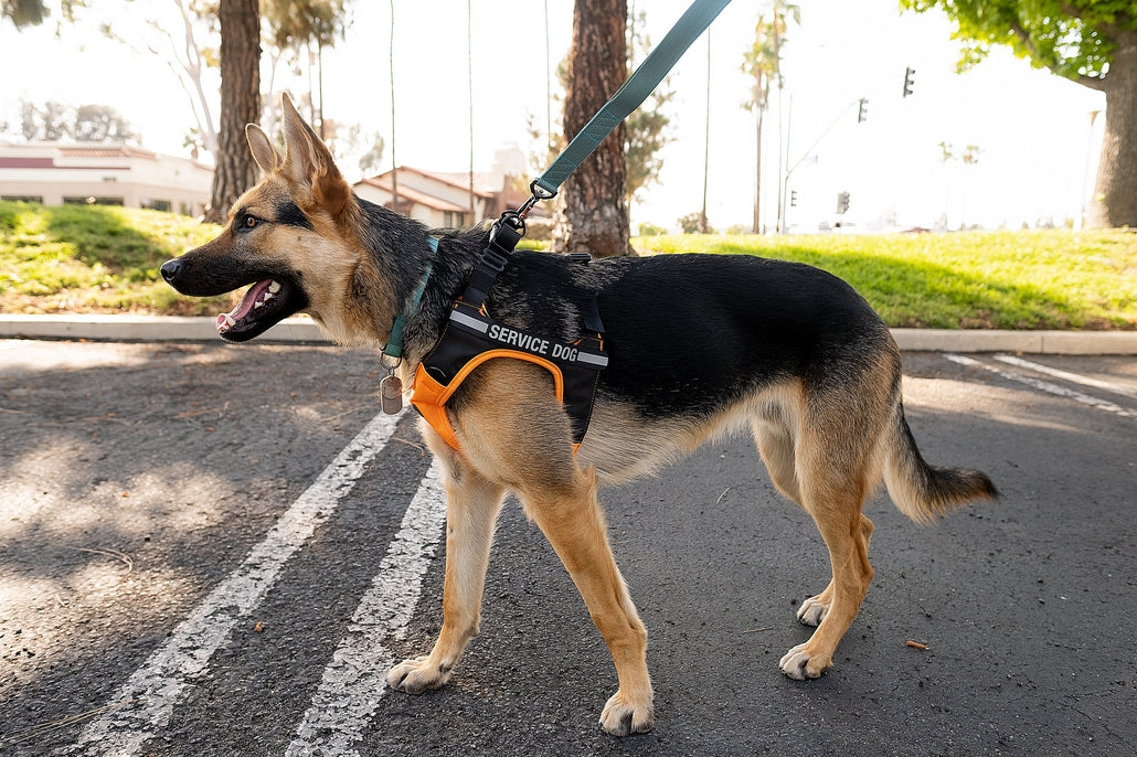 Sleepypod Terrain Plus Dog Harness - - Harness by Sleepypod