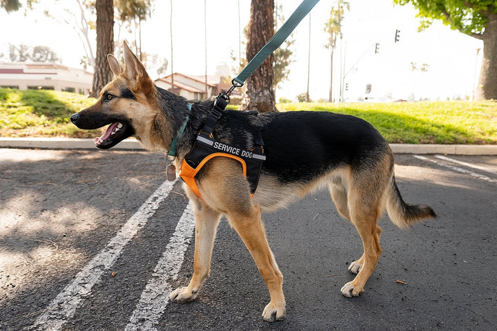 Sleepypod Terrain Plus Dog Harness - - Harness by Sleepypod