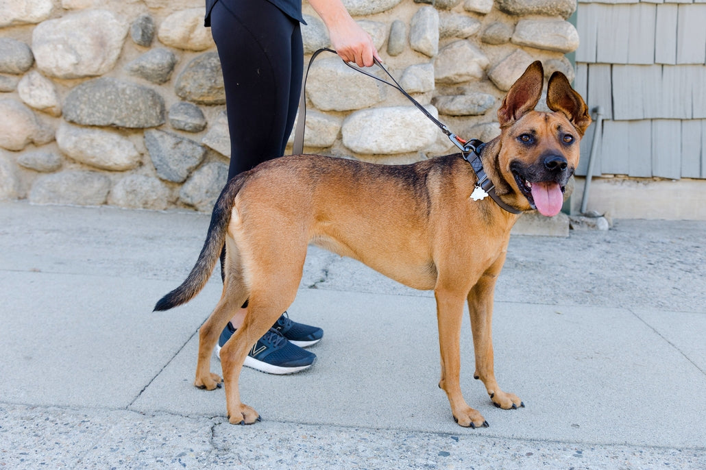 Sleepypod Power Collar - - Collar by Sleepypod