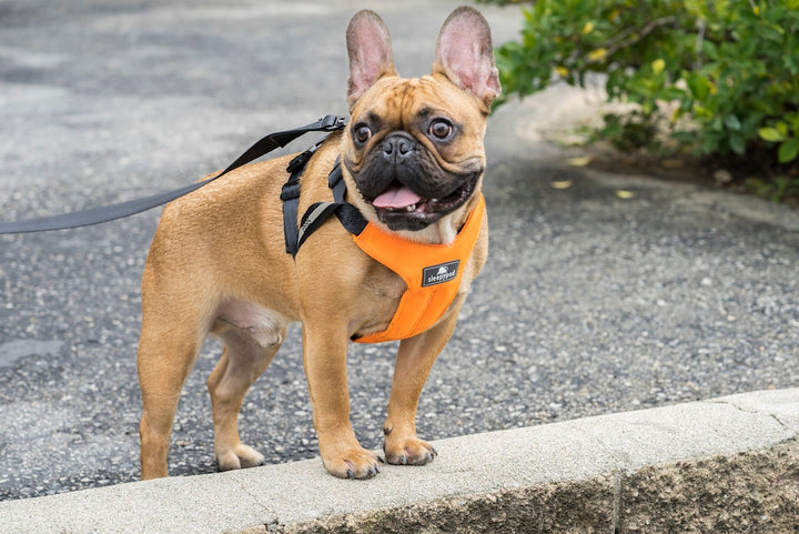 Sleepypod Clickit Sport Plus Dog Harness - - Harness by Sleepypod