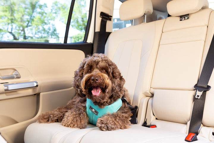 Sleepypod Clickit Sport Plus Dog Harness - - Harness by Sleepypod