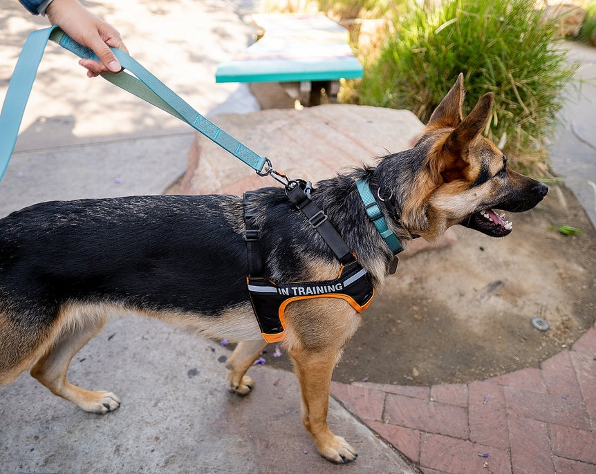 Sleepypod Power Leash - - Leash by Sleepypod
