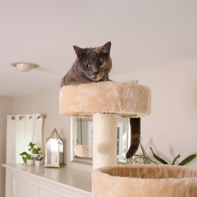 Armarkat 84" Royal Perch Cat Mansion - - Cat Tree by Armarkat