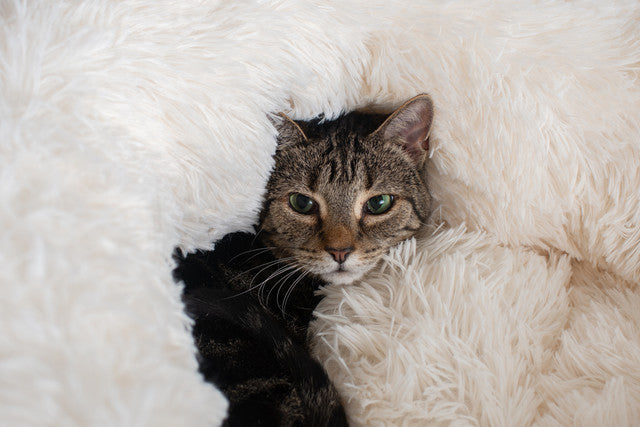 Armarkat Ultra Plush and Soft Cuddler Pet Bed - - Pet Bed by Armarkat