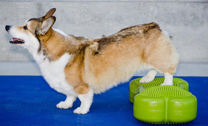 FitPAWS K9FITbone Dog Balance Traning Platform - - Training by FitPAWS