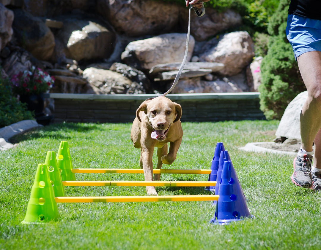 FitPAWS CanineGym Gear Agility Kit - - Training by FitPAWS