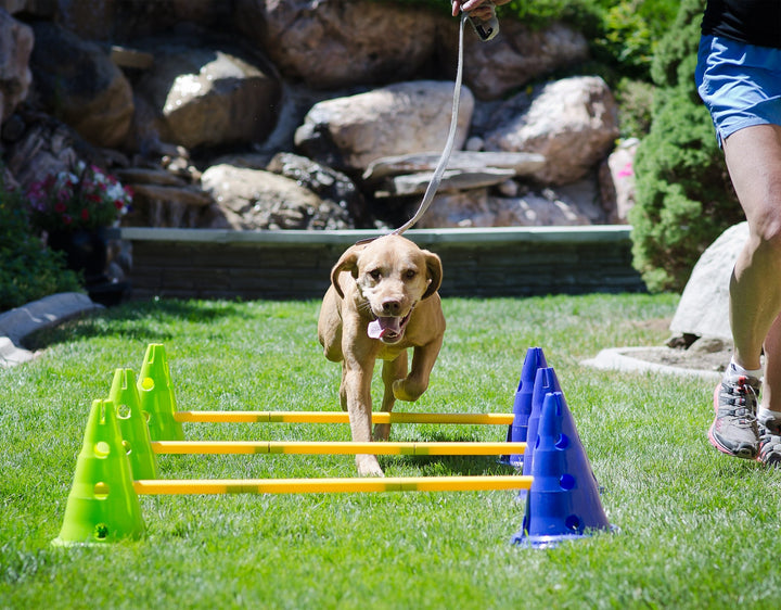 FitPAWS CanineGym Gear Agility Kit - - Training by FitPAWS