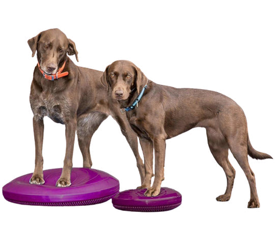 FitPAWS Balance Discs - - Training by FitPAWS