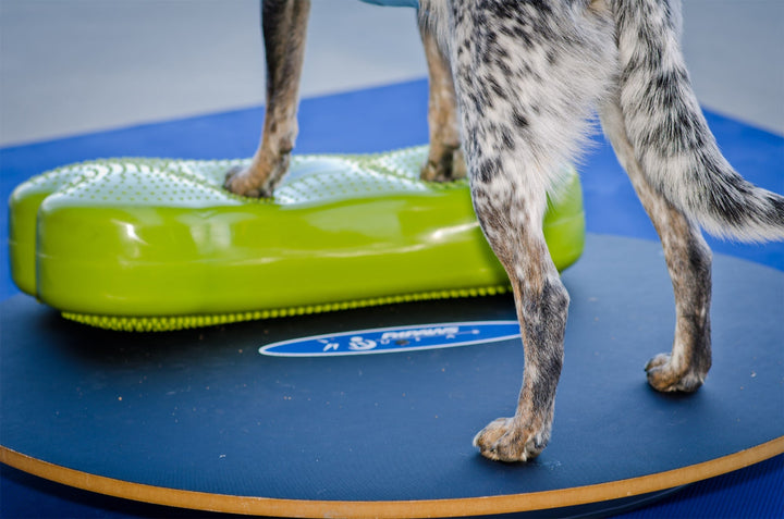 FitPAWS K9FITbone Dog Balance Traning Platform - - Training by FitPAWS