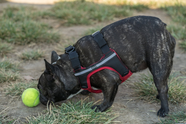 Sleepypod Terrain Plus Dog Harness - - Harness by Sleepypod