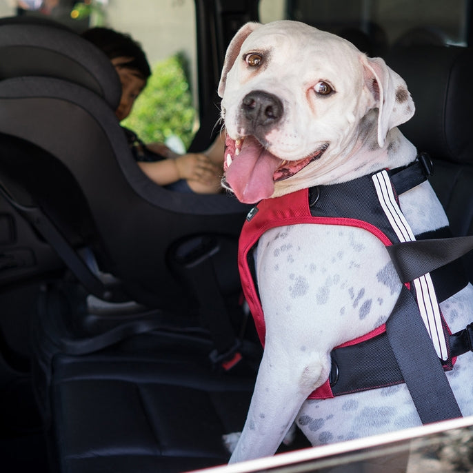 Sleepypod Terrain Plus Dog Harness - - Harness by Sleepypod