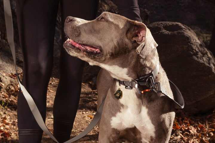 Sleepypod Power Collar - - Collar by Sleepypod