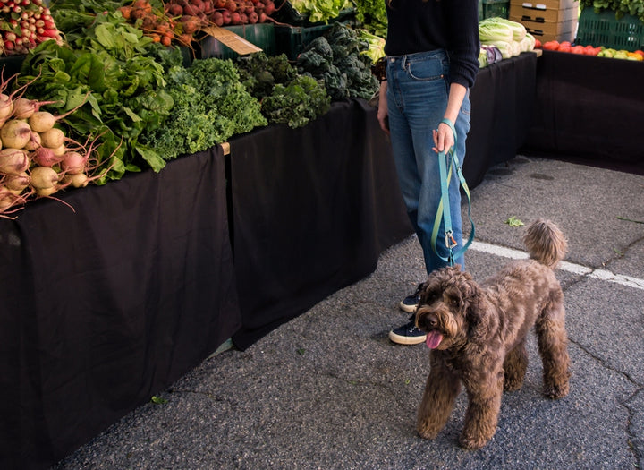 Sleepypod Power Leash - - Leash by Sleepypod