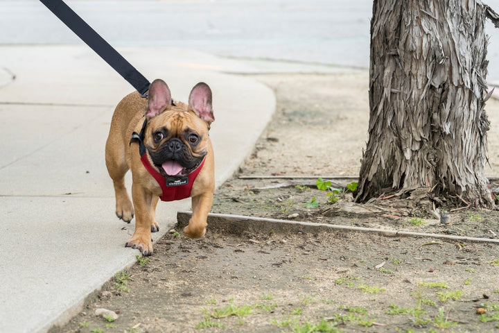 Sleepypod Clickit Sport Plus Dog Harness - - Harness by Sleepypod