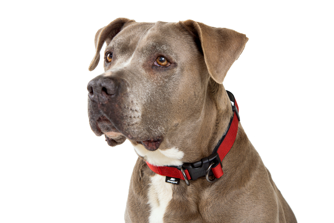 Sleepypod Power Collar - Cranberry Red Chromaweave - Collar by Sleepypod