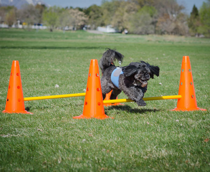 FitPAWS Hurdle Set - - Training by FitPAWS